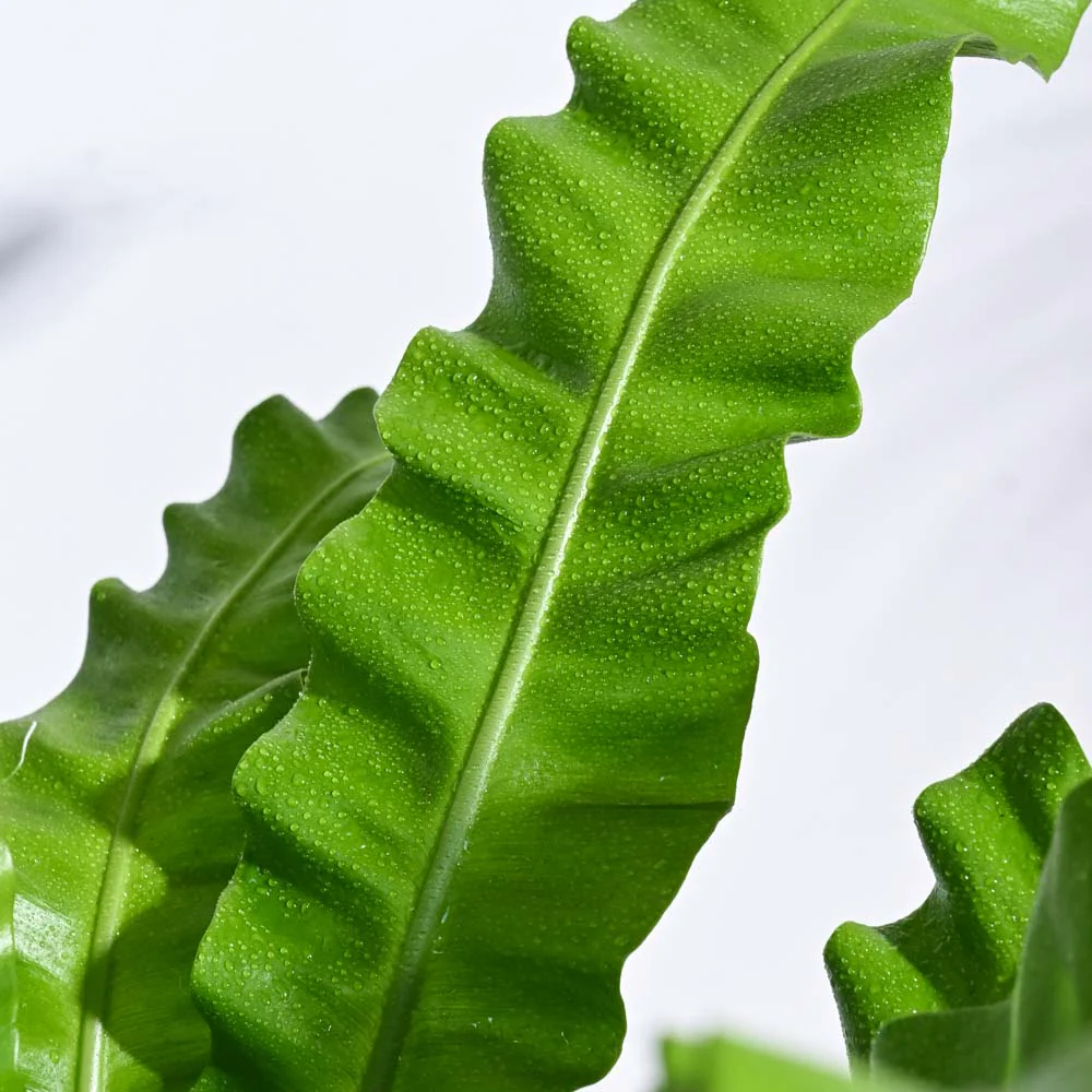 Jungle Paradise Indoor Plant Bundle - Image 4