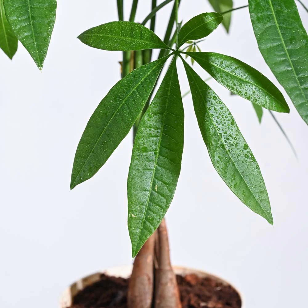 Jungle Paradise Indoor Plant Bundle - Image 5