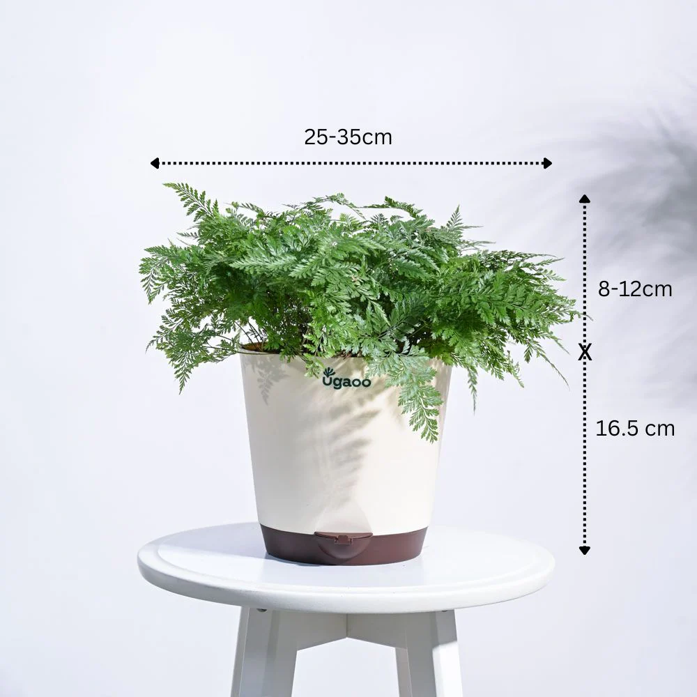 Jungle Paradise Indoor Plant Bundle - Image 6