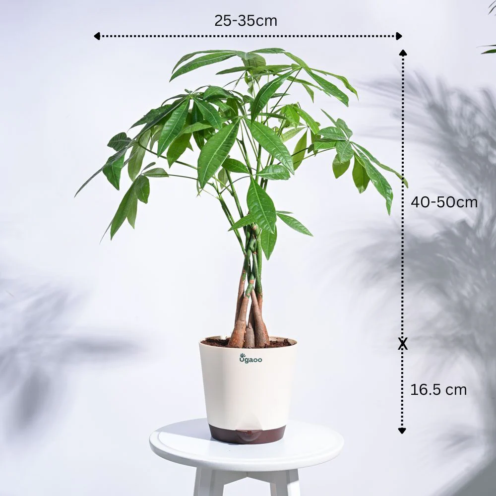 Jungle Paradise Indoor Plant Bundle - Image 7