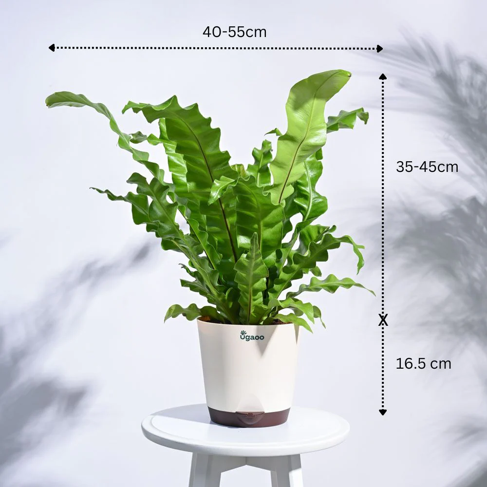 Jungle Paradise Indoor Plant Bundle - Image 8