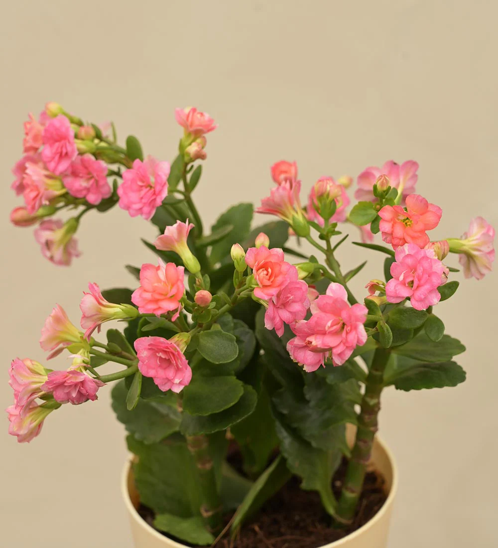 Kalanchoe Pink Plant - Women's Day Gift For Employees - Image 2