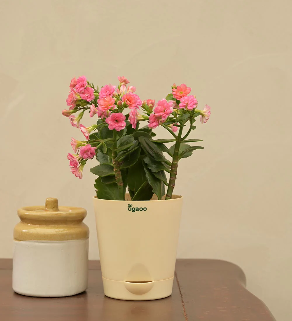 Kalanchoe Pink Plant - Women's Day Gift For Employees - Image 5
