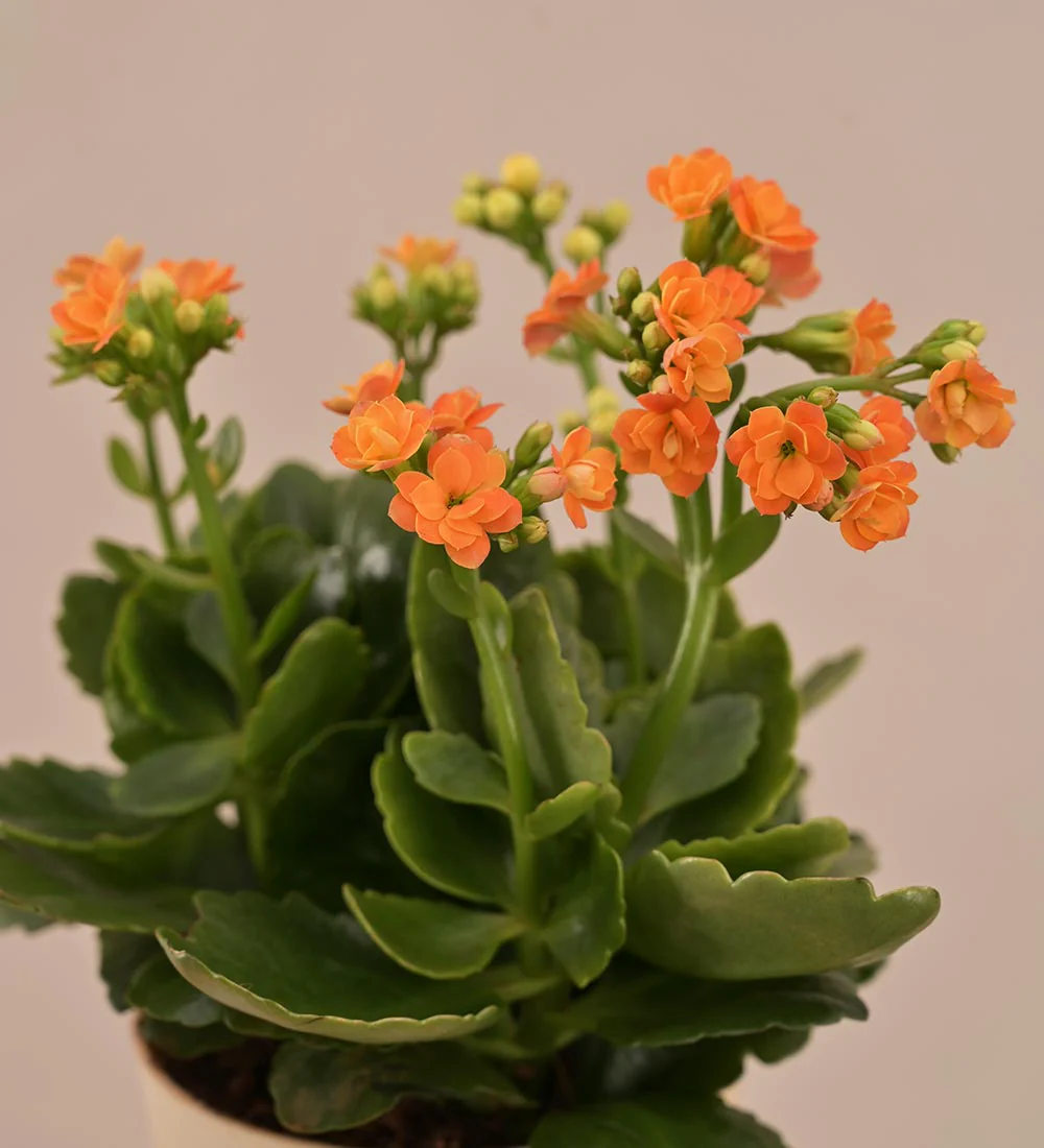 Kalanchoe Plant - Orange Gift Hamper - Image 3