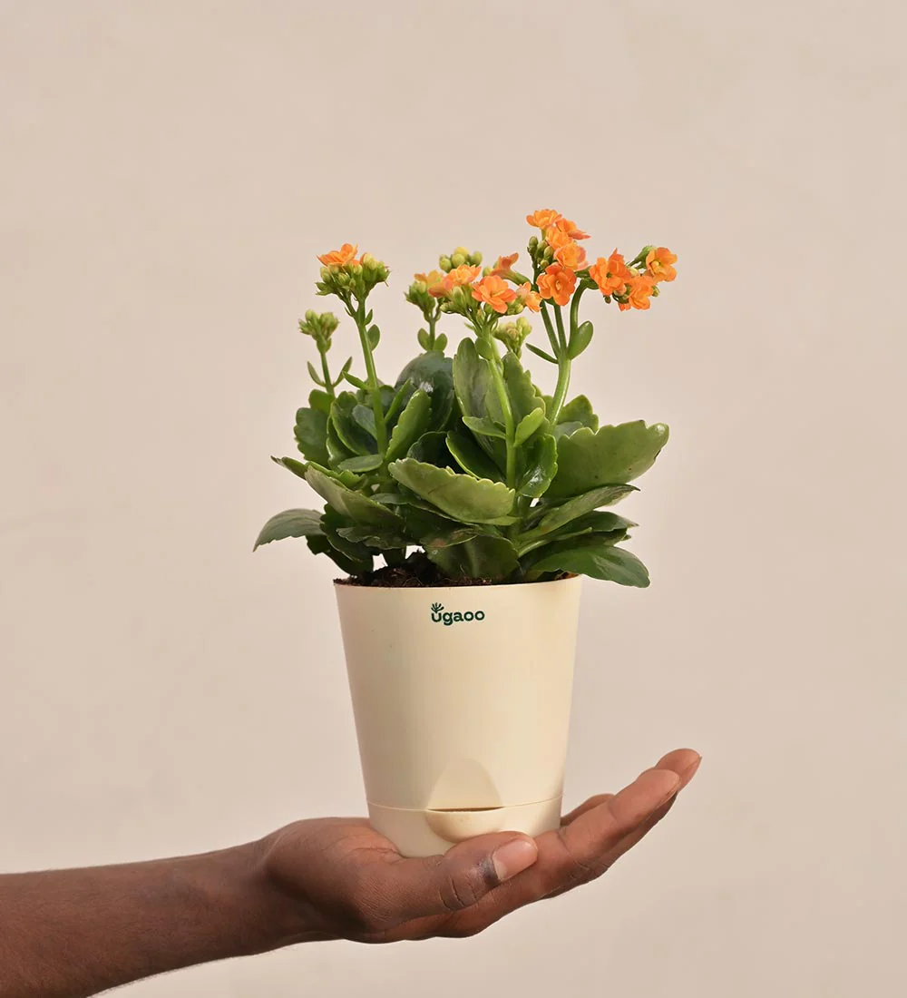 Kalanchoe Plant - Orange Gift Hamper - Image 4