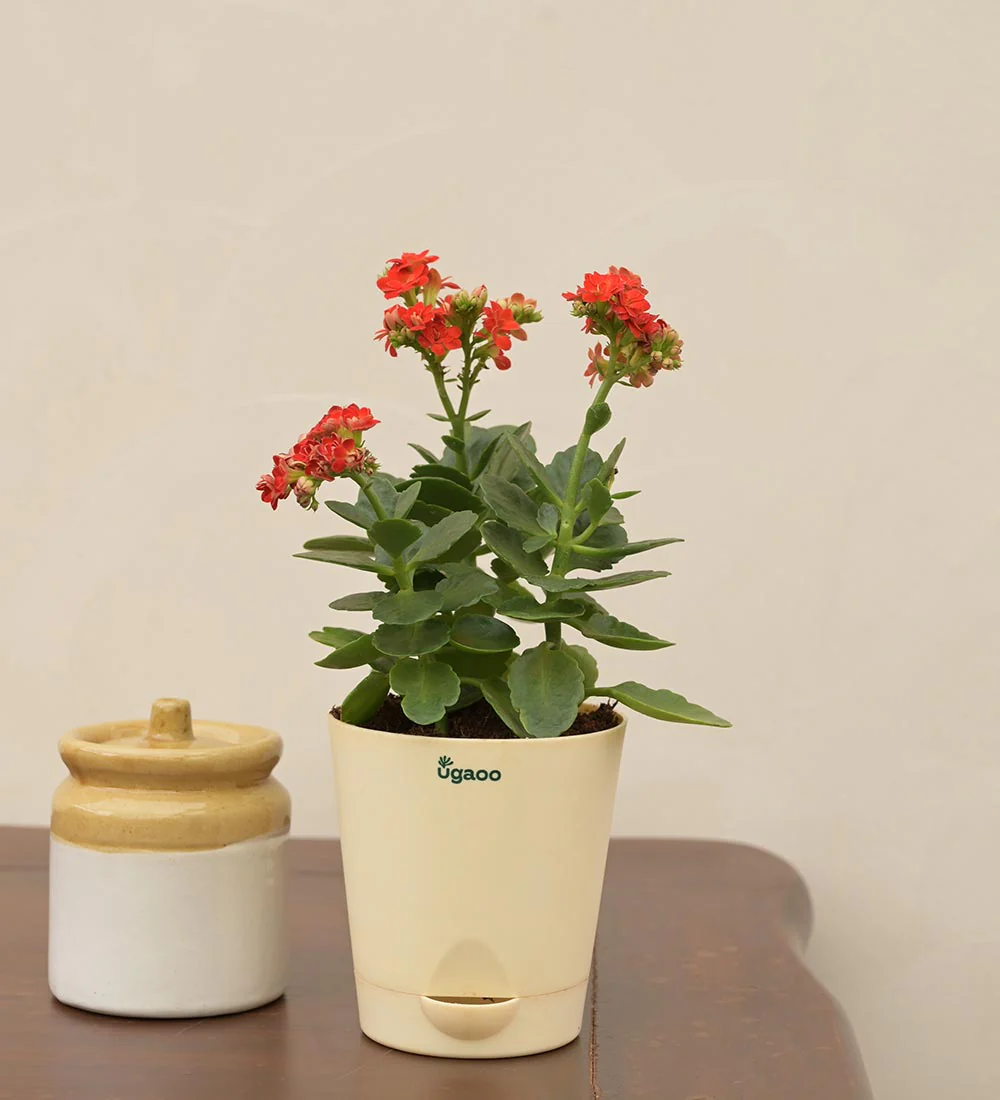 Kalanchoe Red Plant - Women's Day Gift For Employees - Image 5