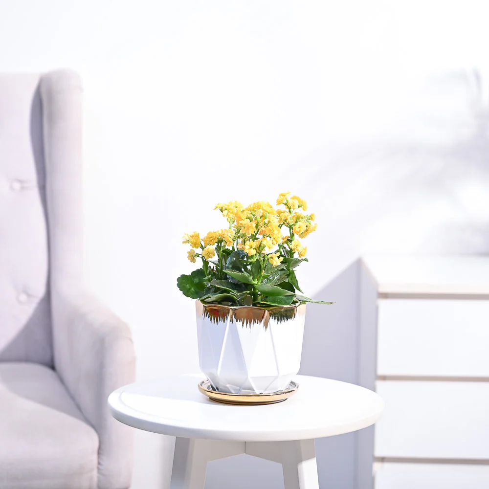 Kalanchoe Plant - Yellow - Image 102