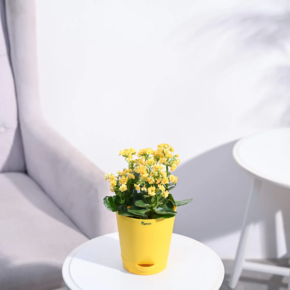 Kalanchoe Plant - Yellow - Image 106