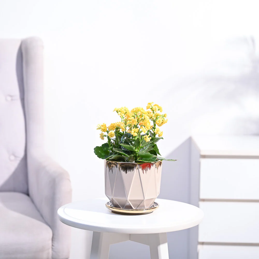 Kalanchoe Plant - Yellow - Image 107