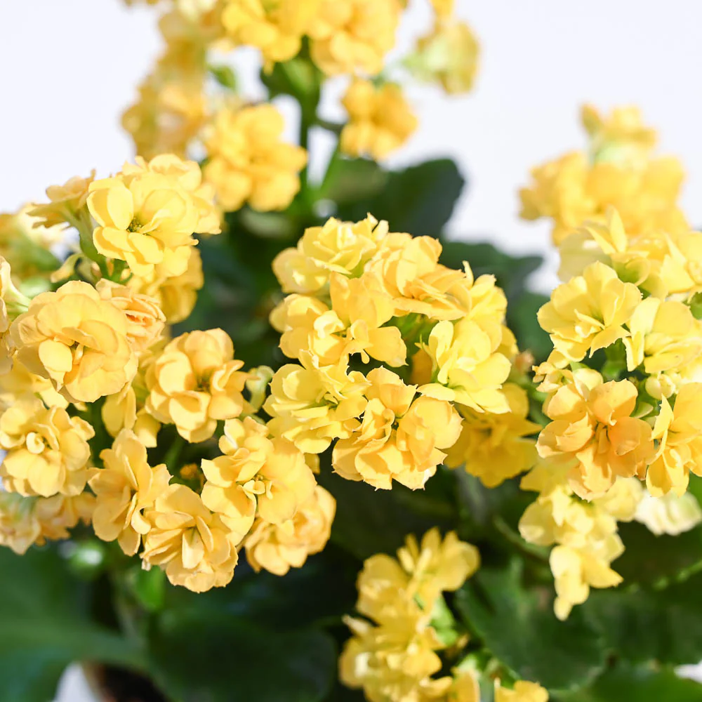 Kalanchoe Plant - Yellow - Image 108
