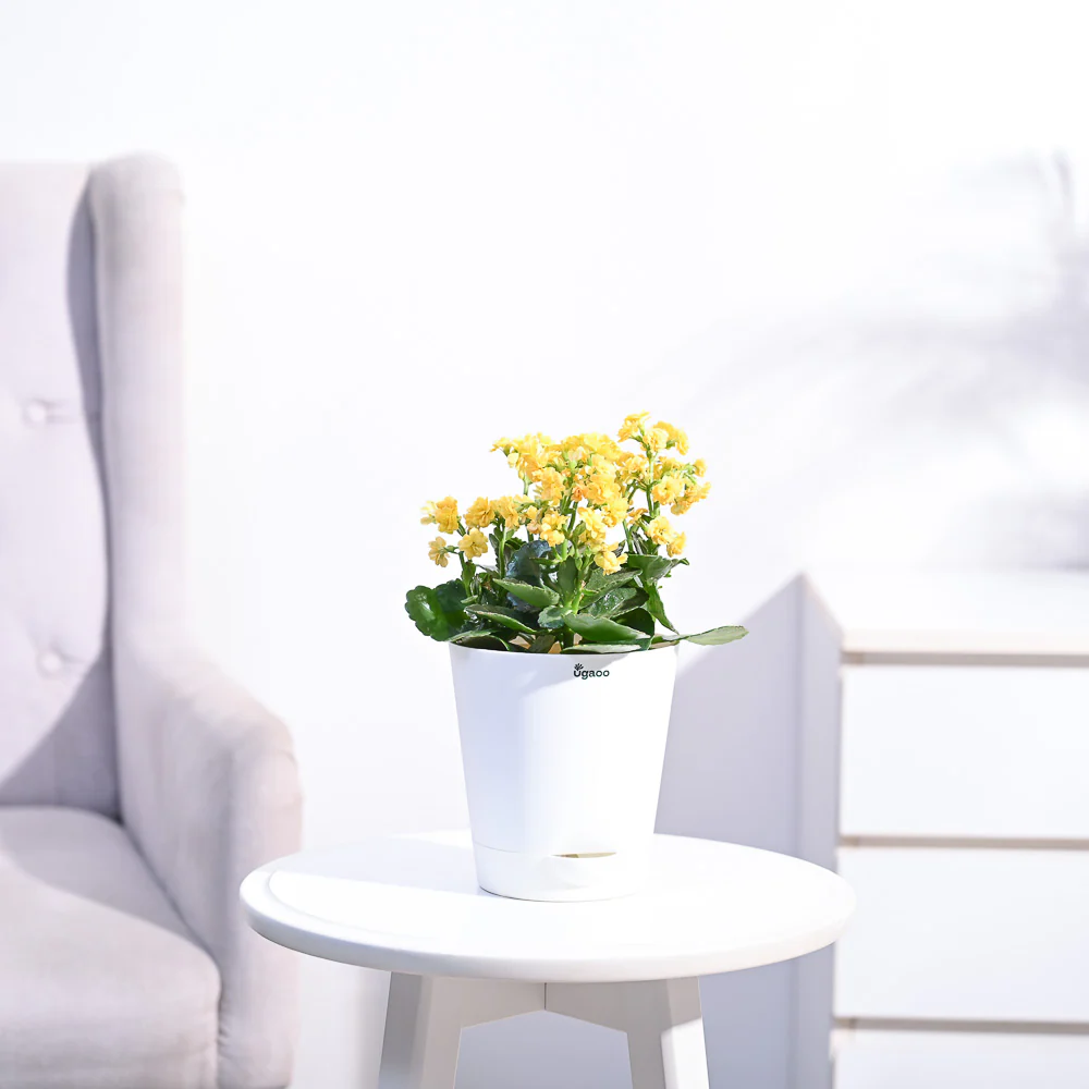 Kalanchoe Plant - Yellow - Image 13