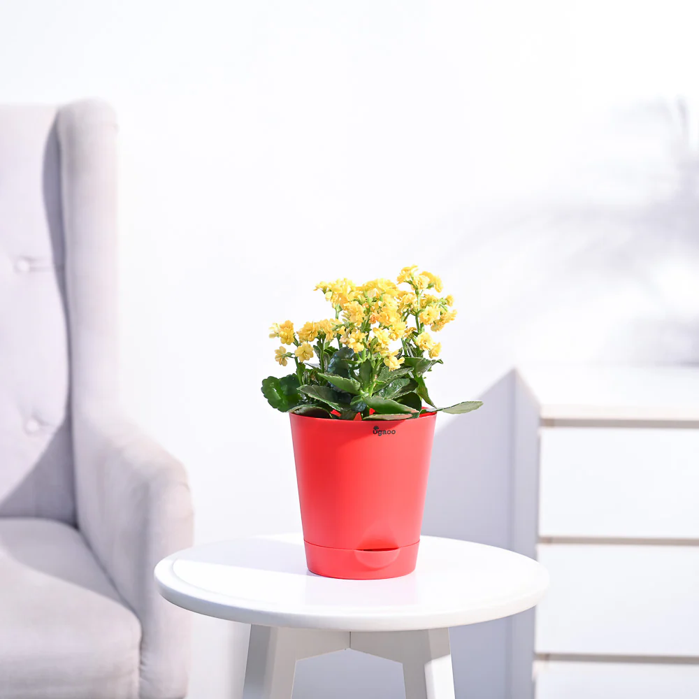 Kalanchoe Plant - Yellow - Image 18