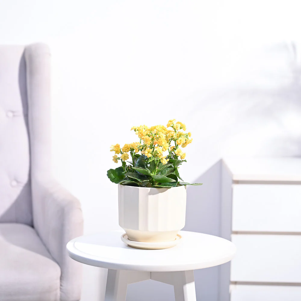 Kalanchoe Plant - Yellow - Image 48