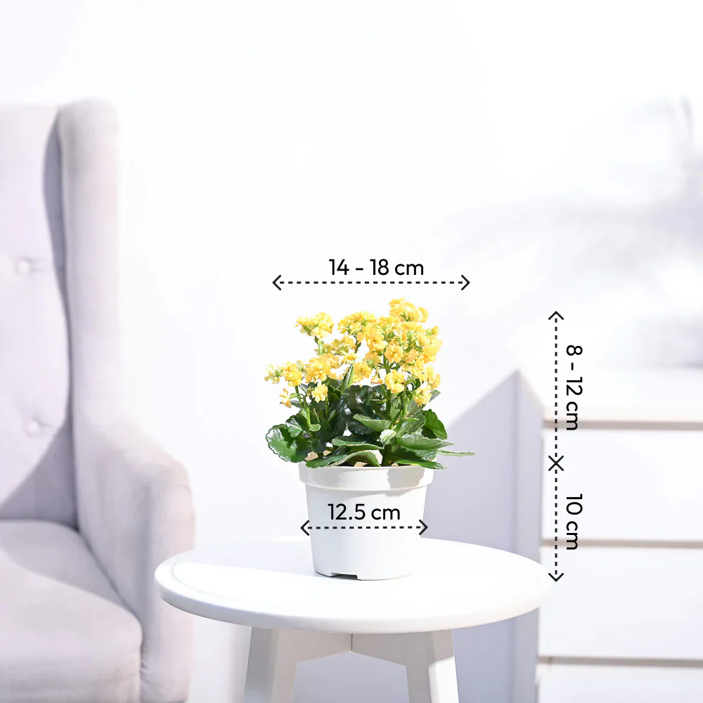 Kalanchoe Plant - Yellow - Image 5