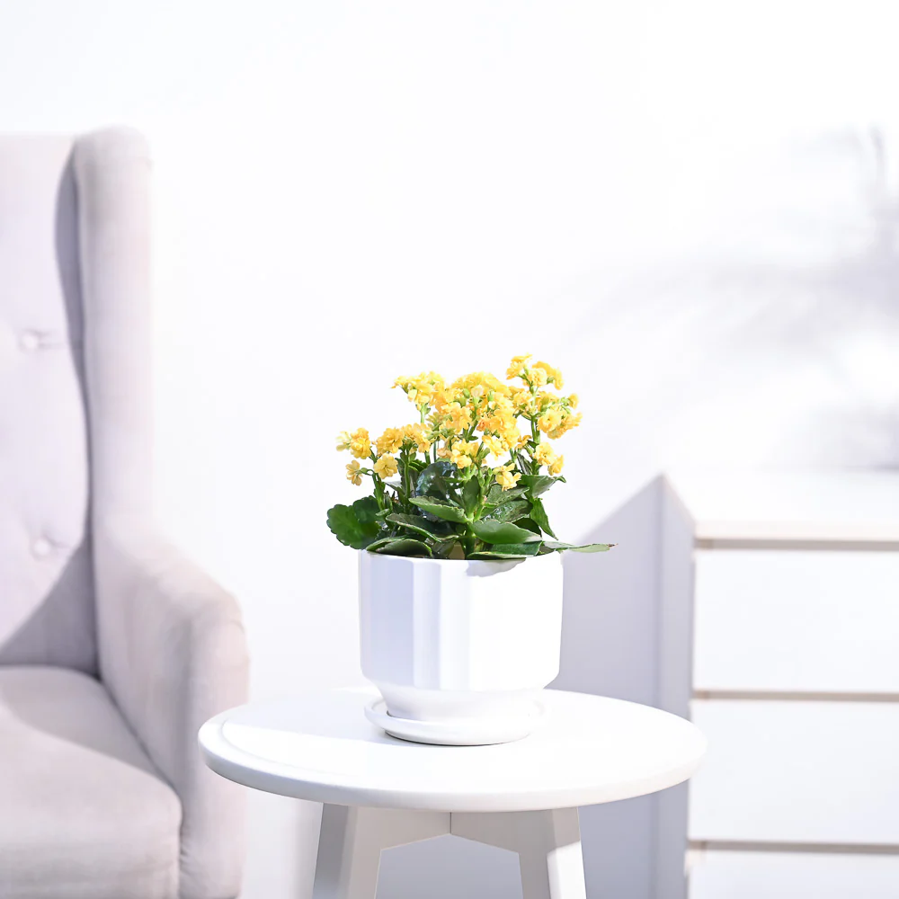 Kalanchoe Plant - Yellow - Image 57