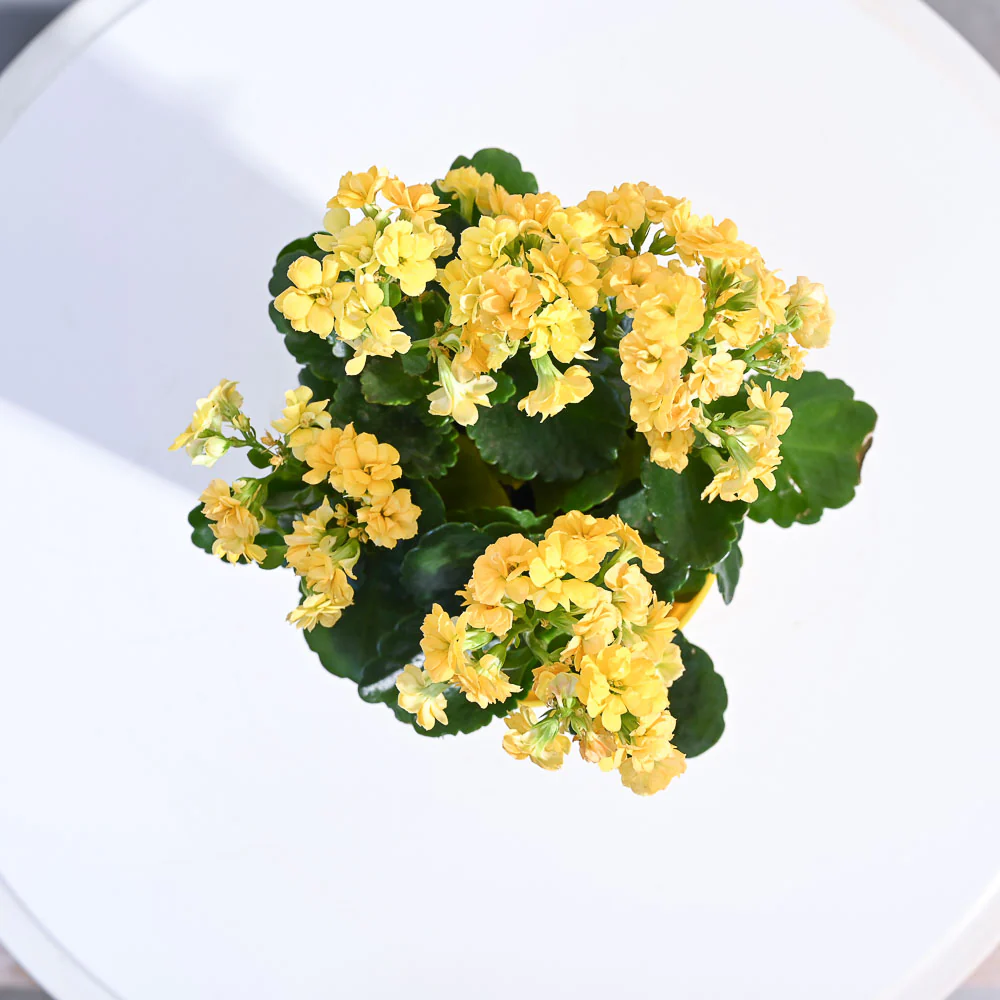 Kalanchoe Plant - Yellow - Image 66