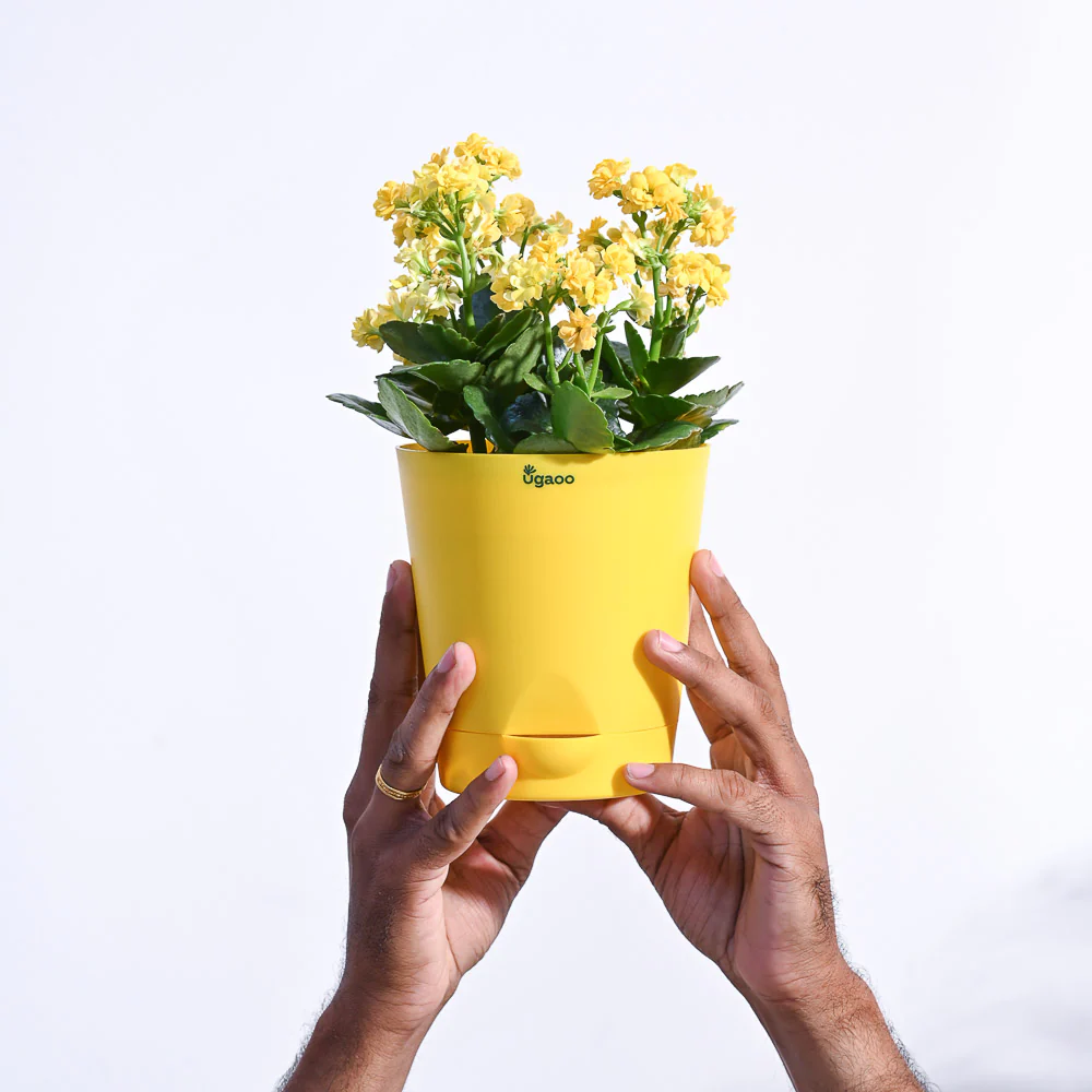 Kalanchoe Plant - Yellow - Image 69