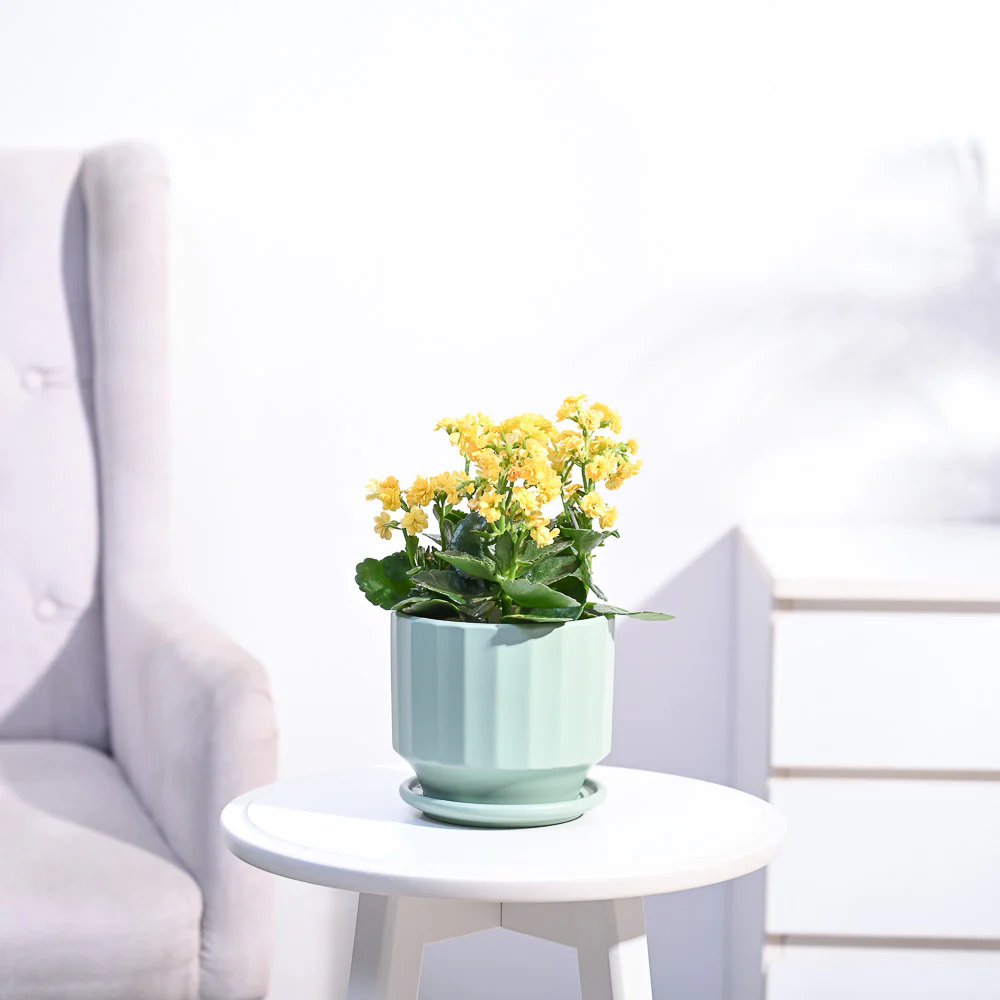Kalanchoe Plant - Yellow - Image 72