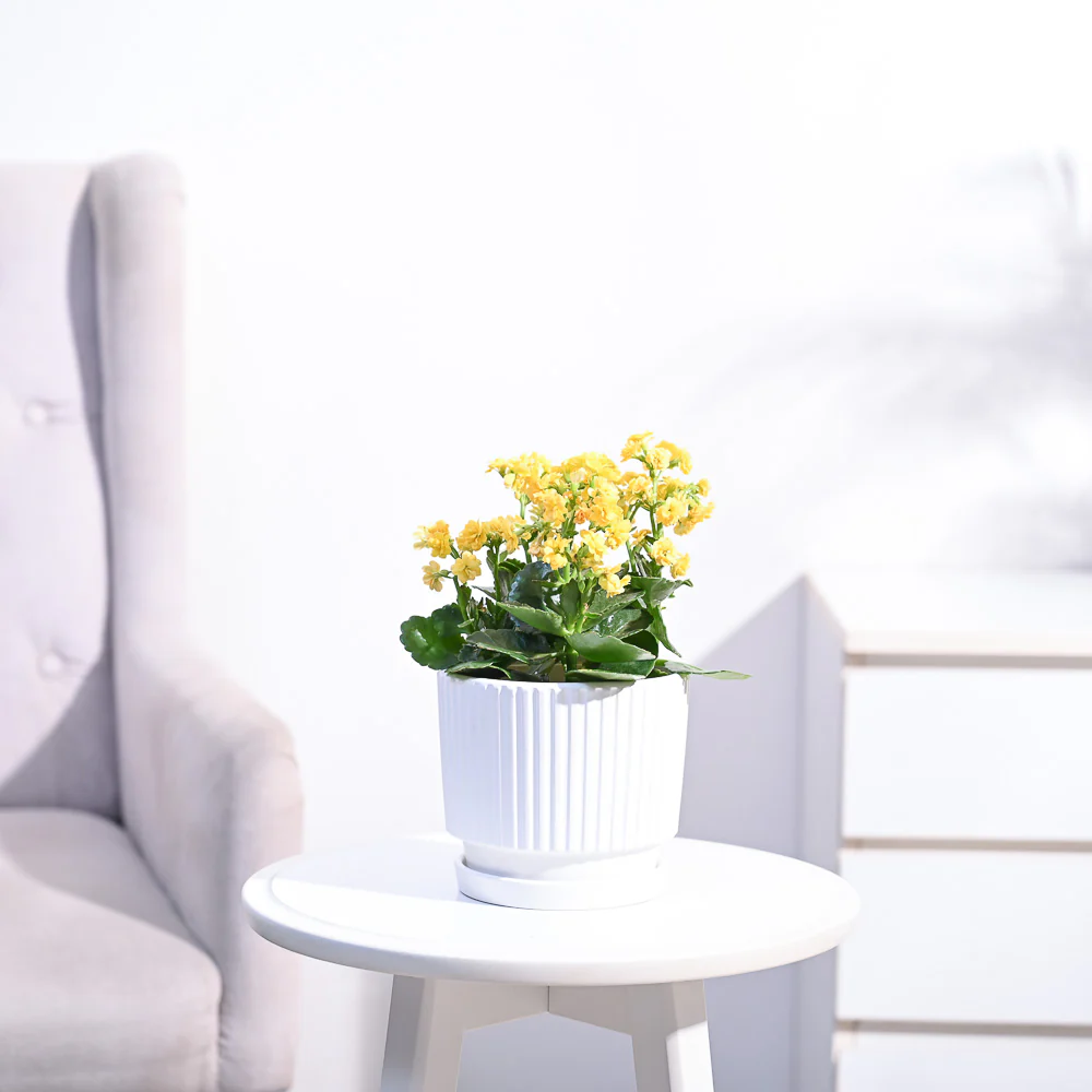 Kalanchoe Plant - Yellow - Image 82