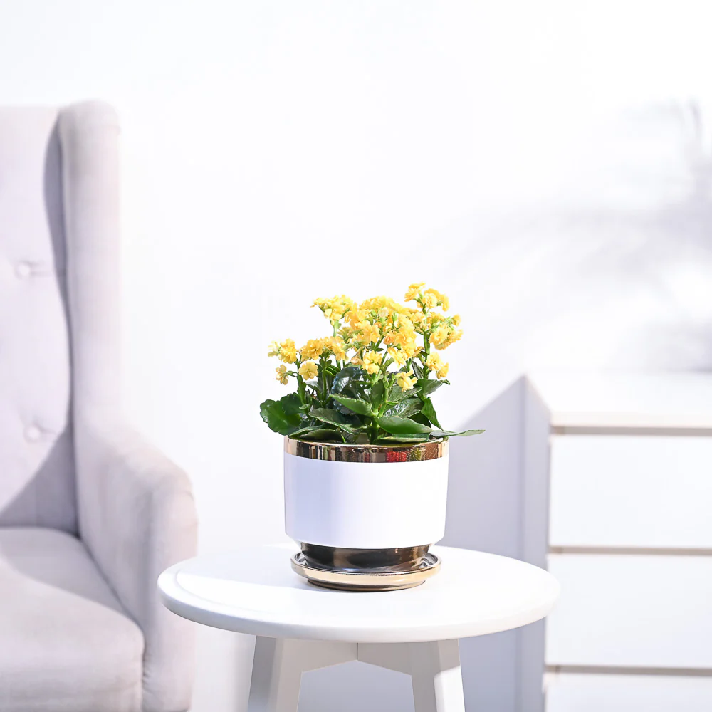 Kalanchoe Plant - Yellow - Image 92