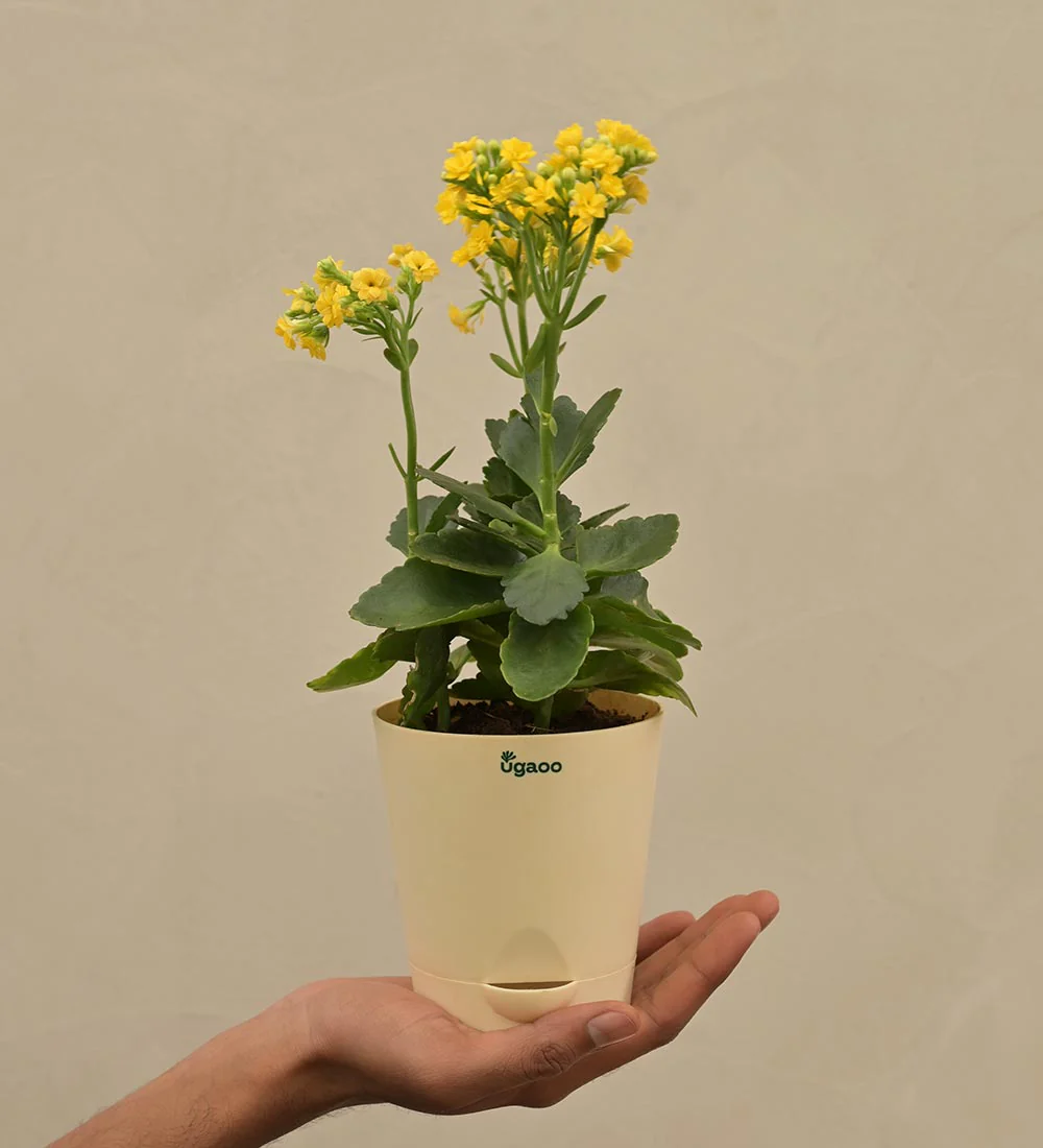 Kalanchoe Plant - Yellow Gift Hamper - Image 4