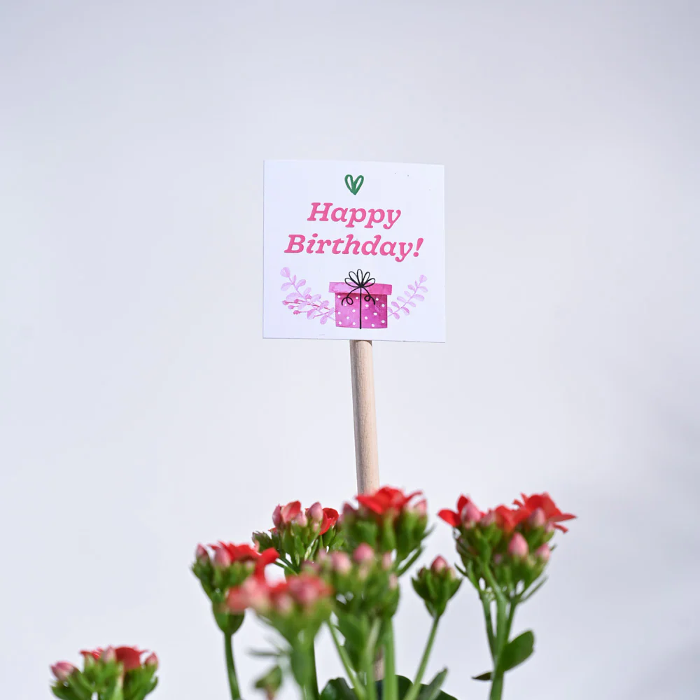 Kalanchoe - Red Birthday Gift Hamper - Image 5