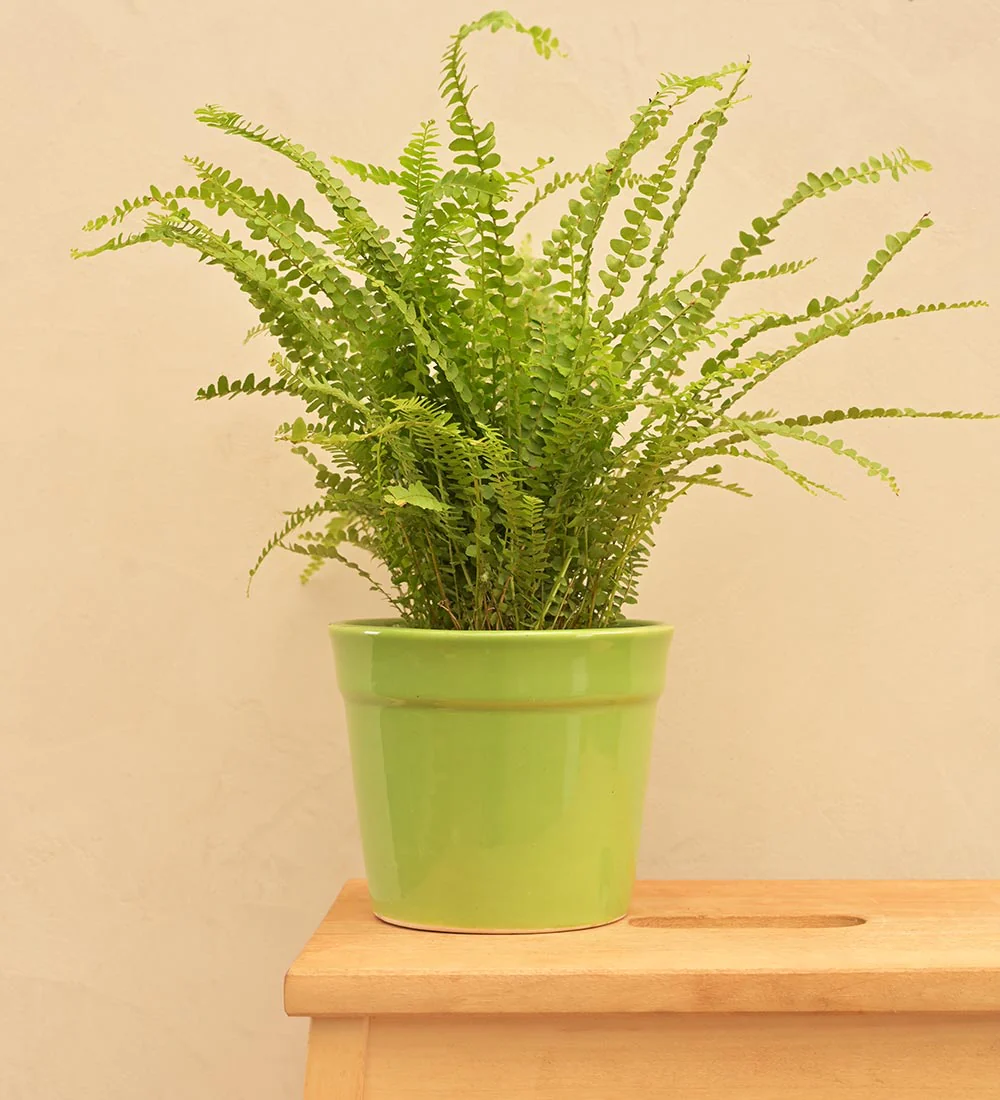 Kaller Ceramic Planter