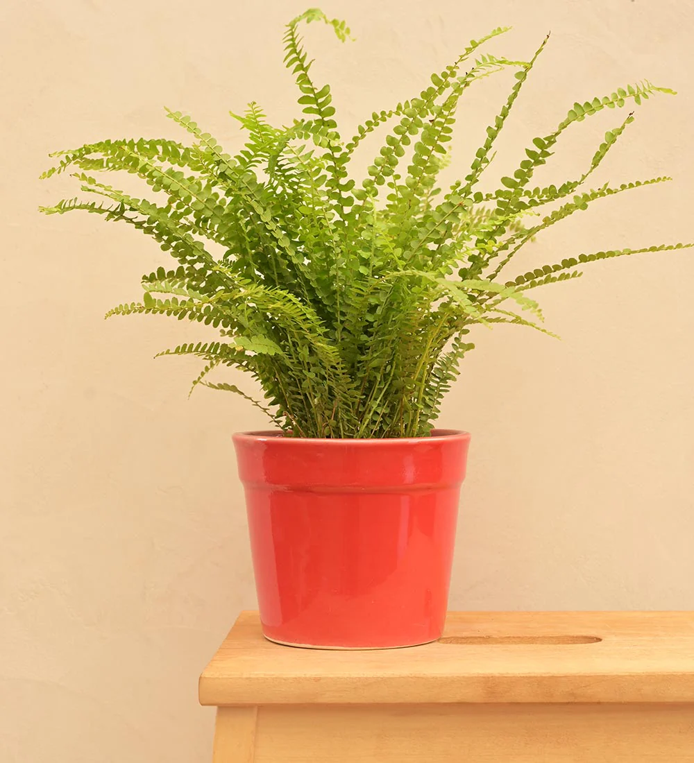 Kaller Ceramic Planter - Image 13