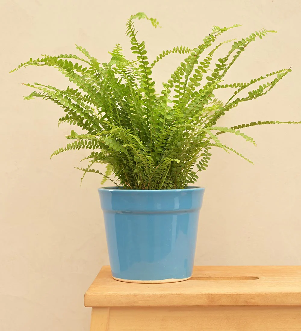 Kaller Ceramic Planter - Image 17