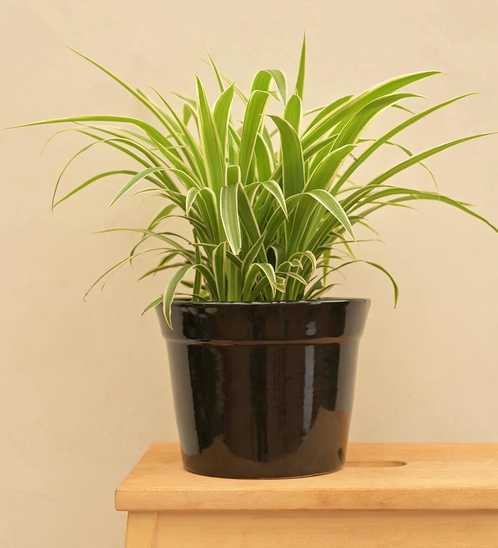 Kaller Ceramic Planter - Image 25