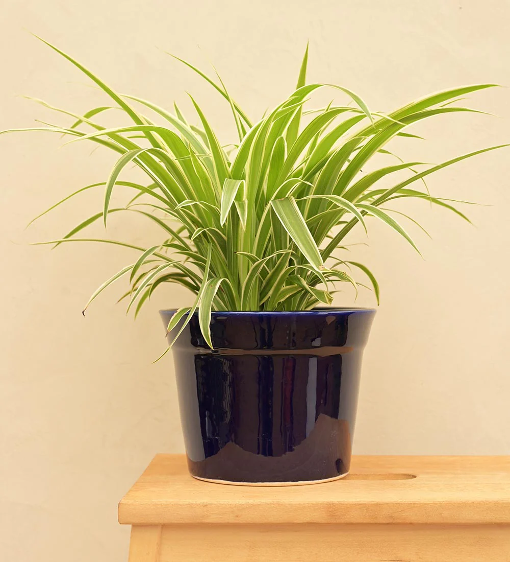 Kaller Ceramic Planter - Image 29