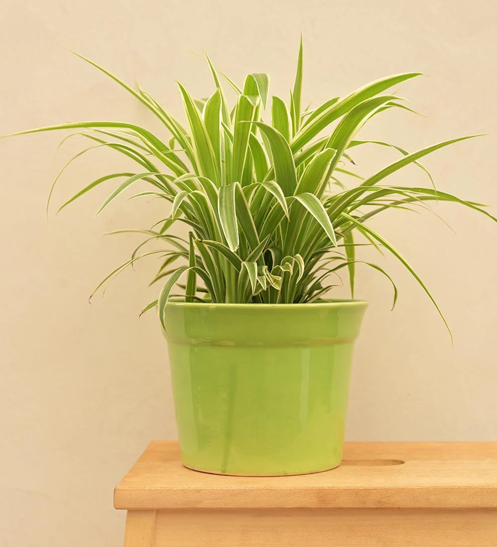 Kaller Ceramic Planter - Image 33