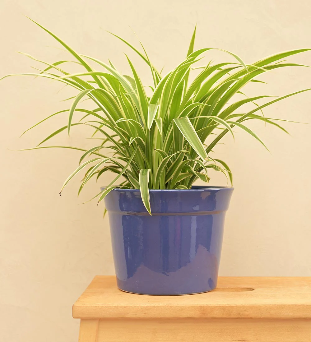 Kaller Ceramic Planter - Image 37