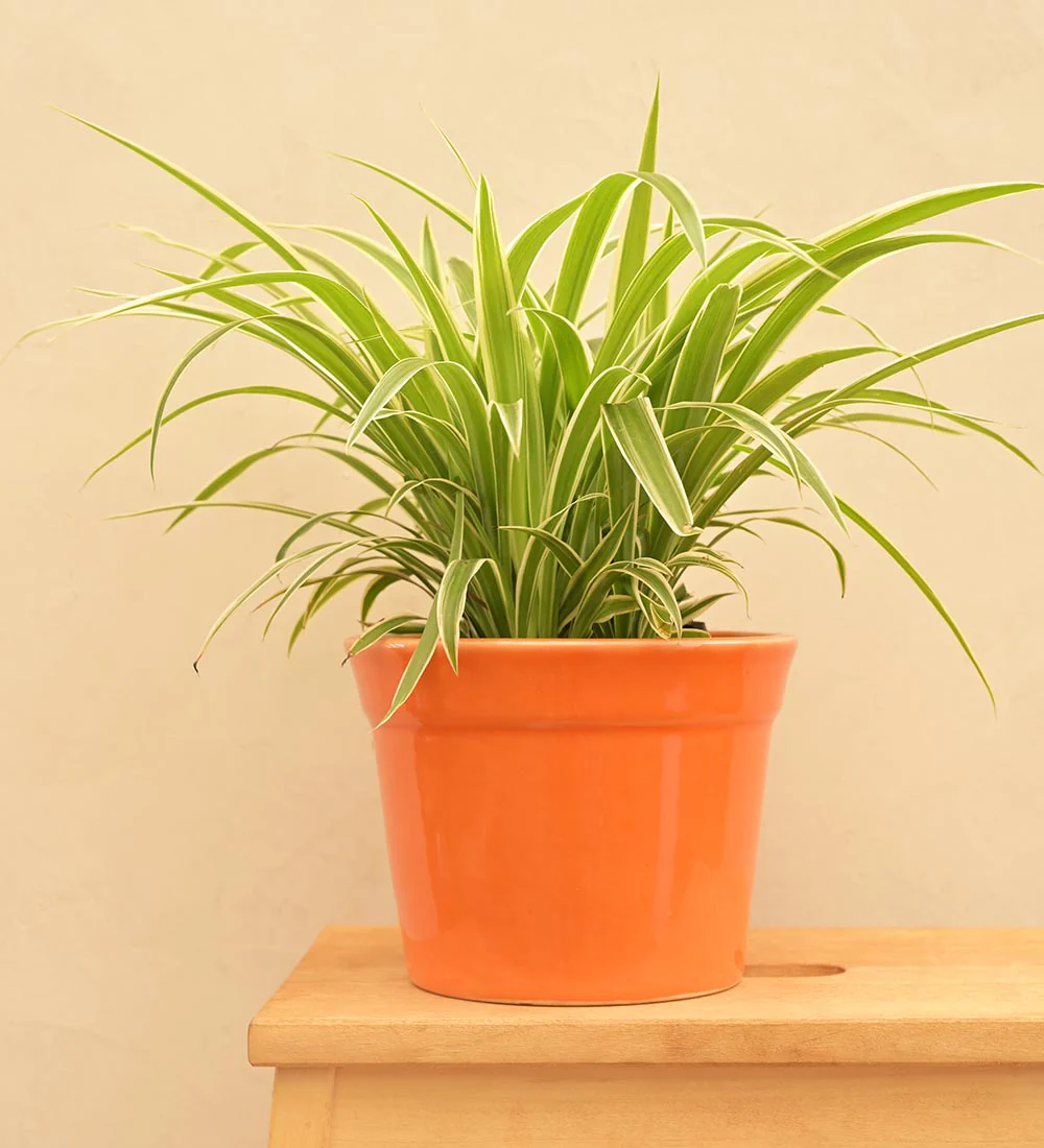 Kaller Ceramic Planter - Image 41