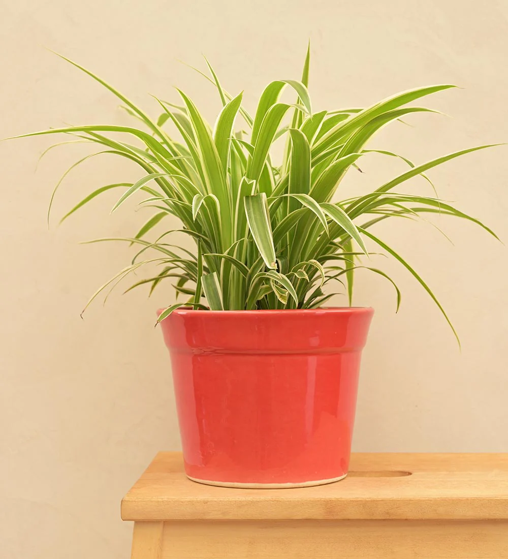 Kaller Ceramic Planter - Image 45