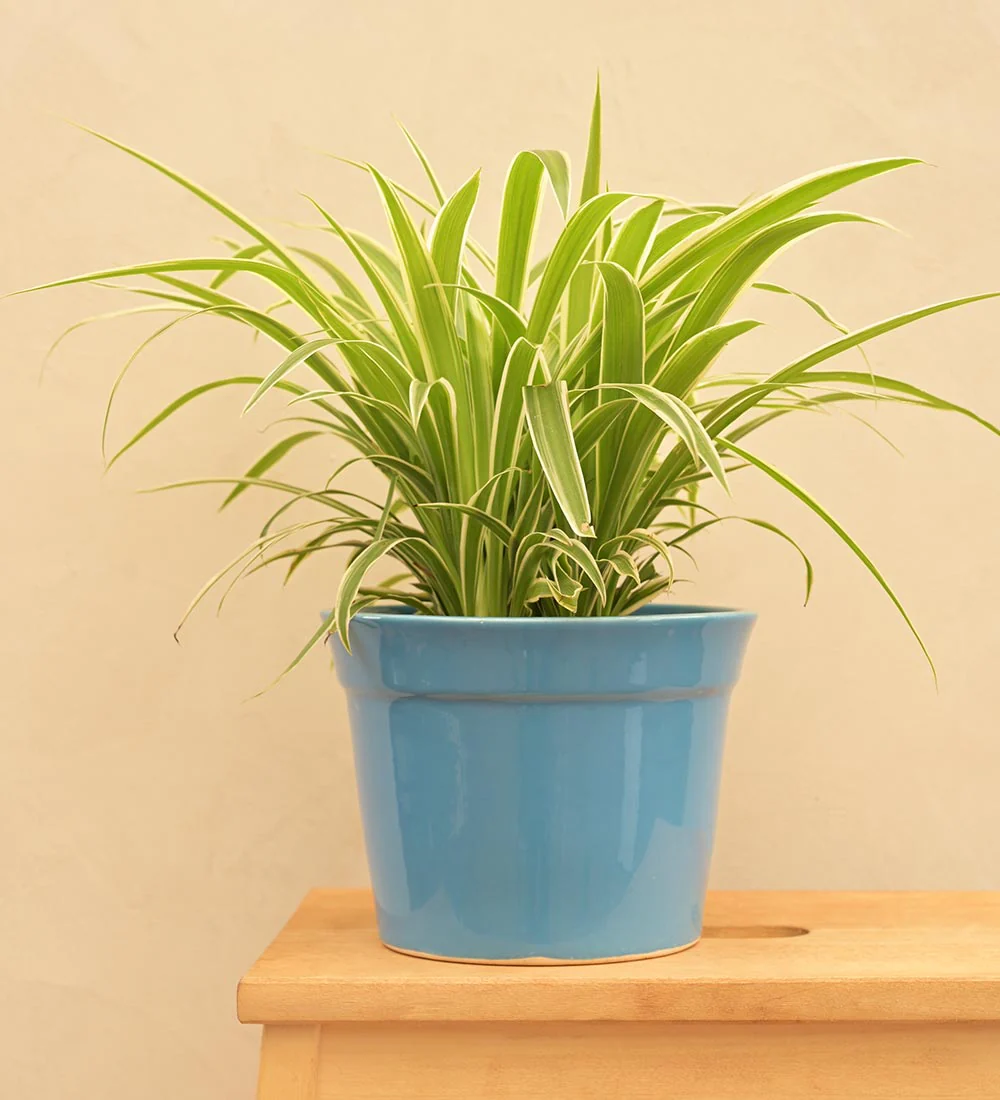 Kaller Ceramic Planter - Image 49