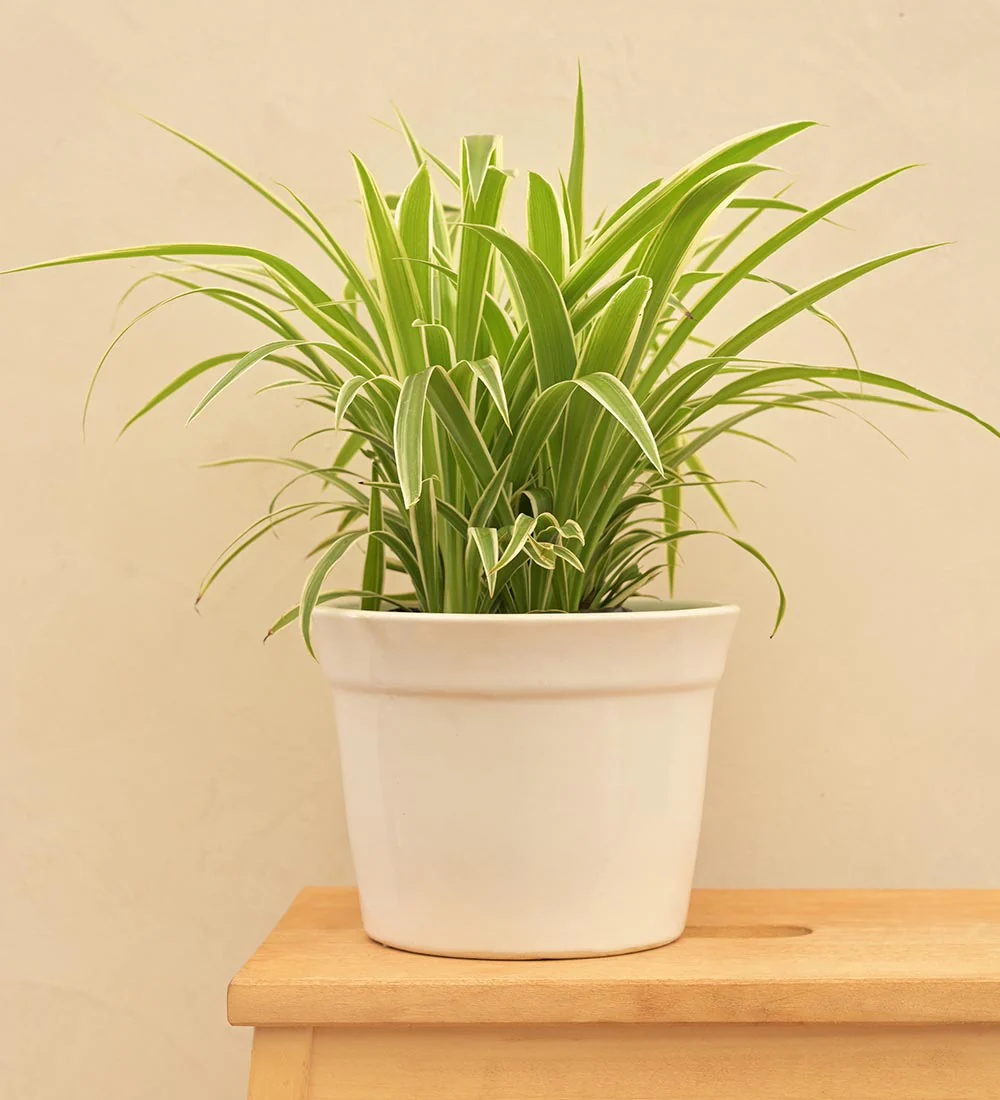 Kaller Ceramic Planter - Image 53