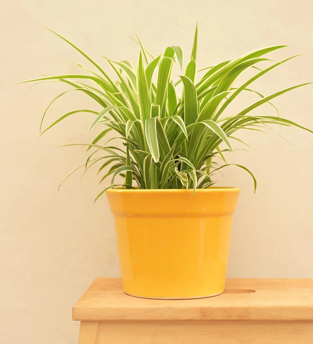 Kaller Ceramic Planter - Image 57