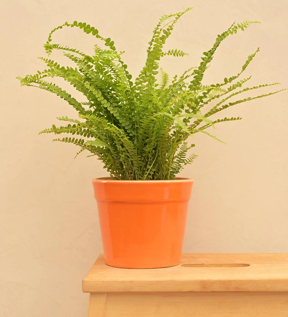 Kaller Ceramic Planter - Image 9
