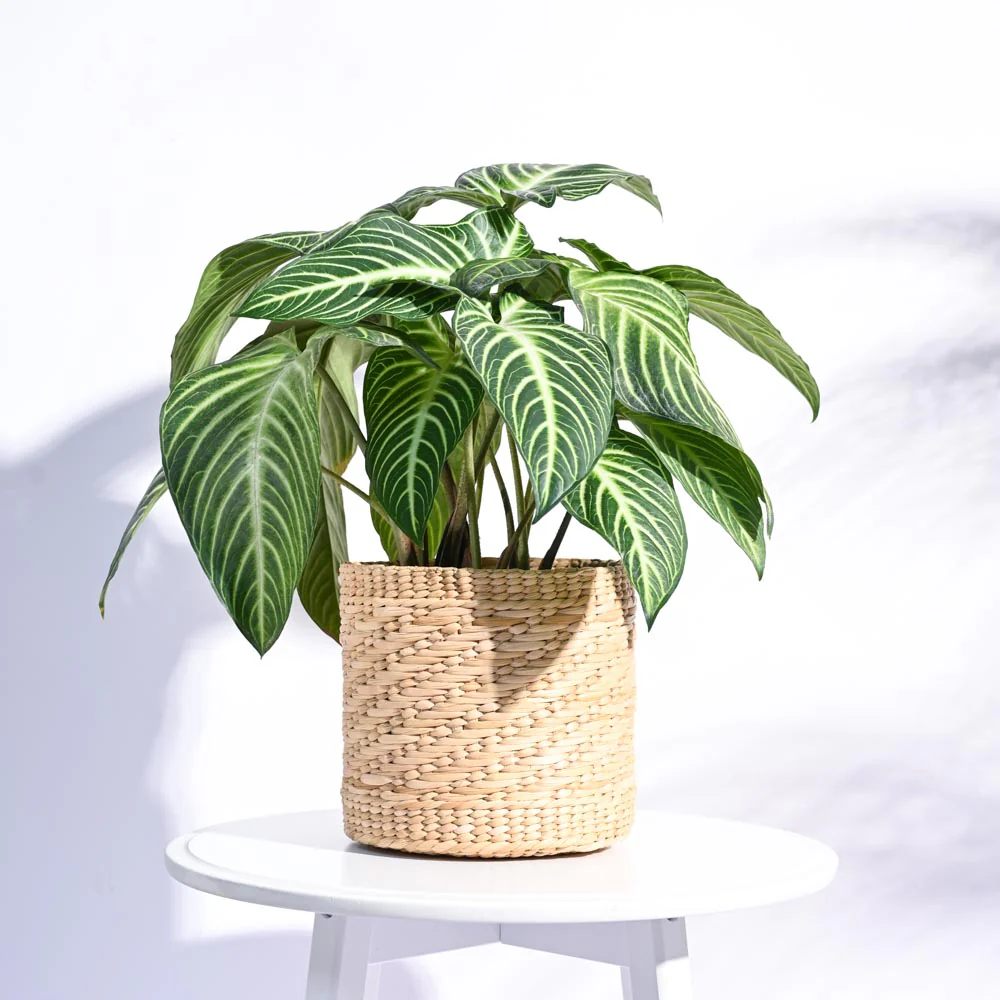 Kauna Grass Planter - Image 11