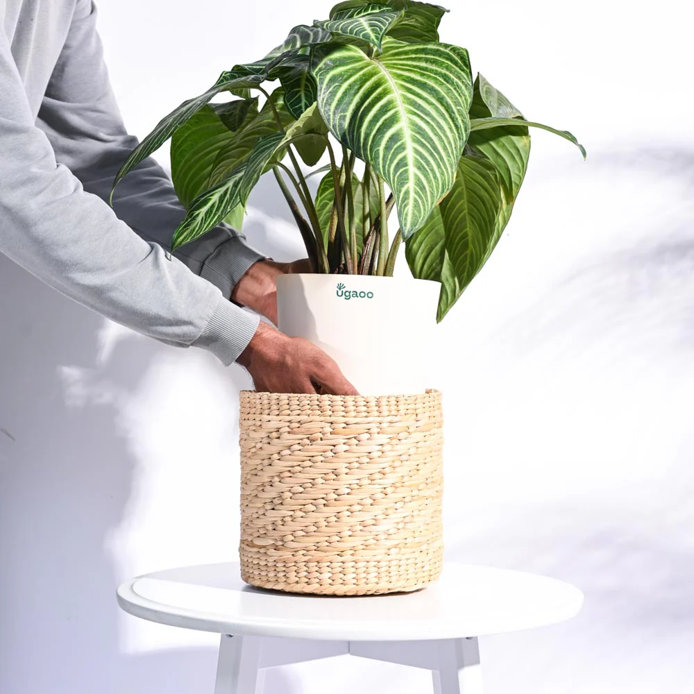 Kauna Grass Planter - Image 14