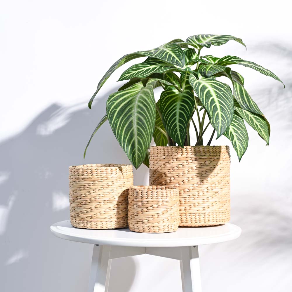 Kauna Grass Planter - Image 16