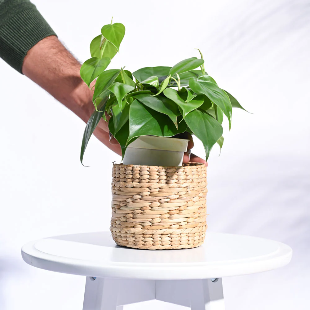 Kauna Grass Planter - Image 4