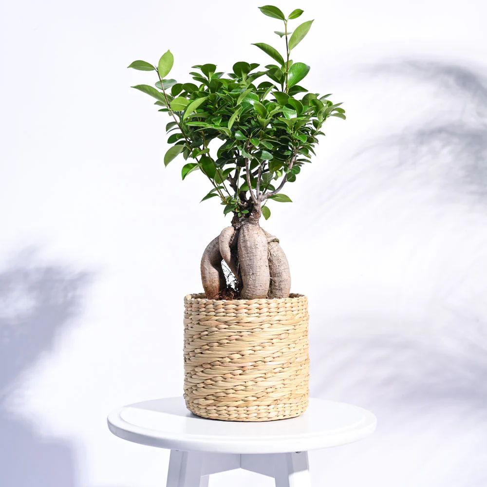 Kauna Grass Planter - Image 6