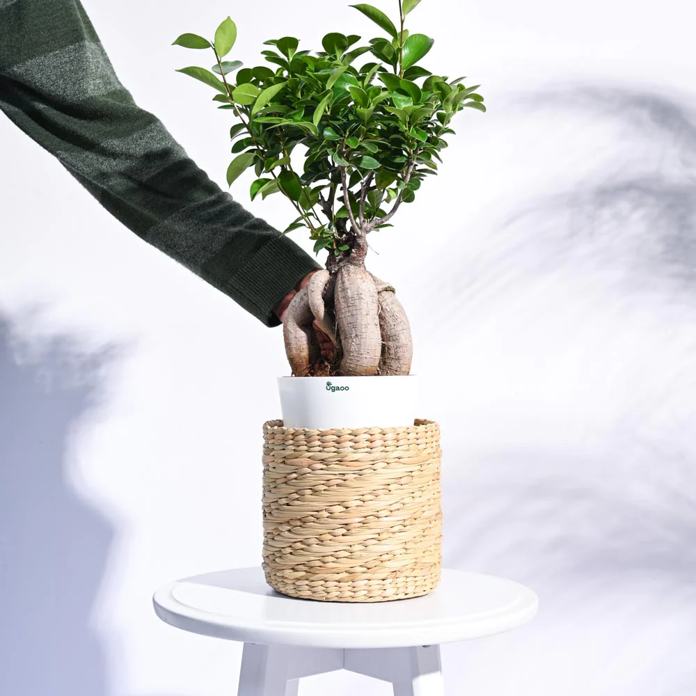 Kauna Grass Planter - Image 9