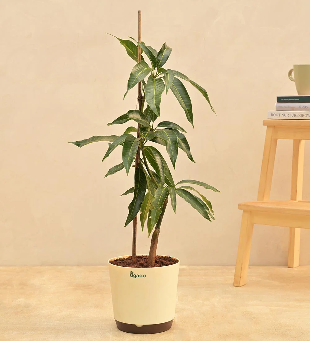 Kesar Mango Plant - Image 2