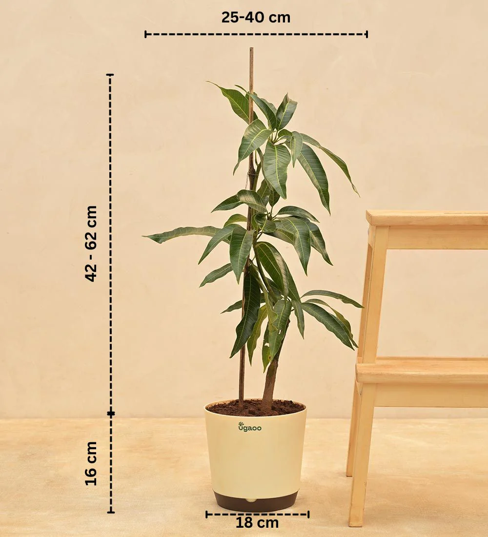 Kesar Mango Plant - Image 3