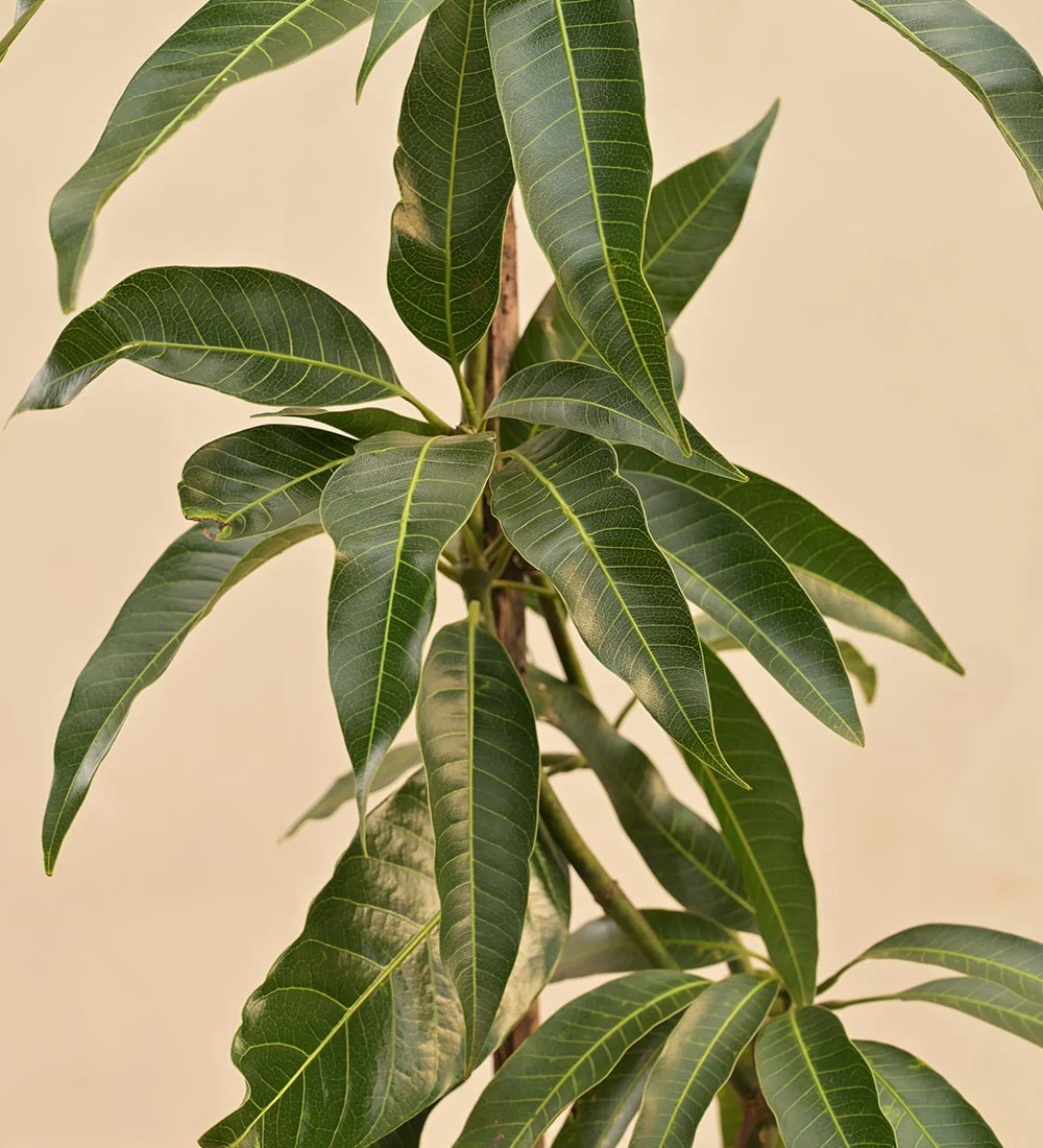 Kesar Mango Plant - Image 5