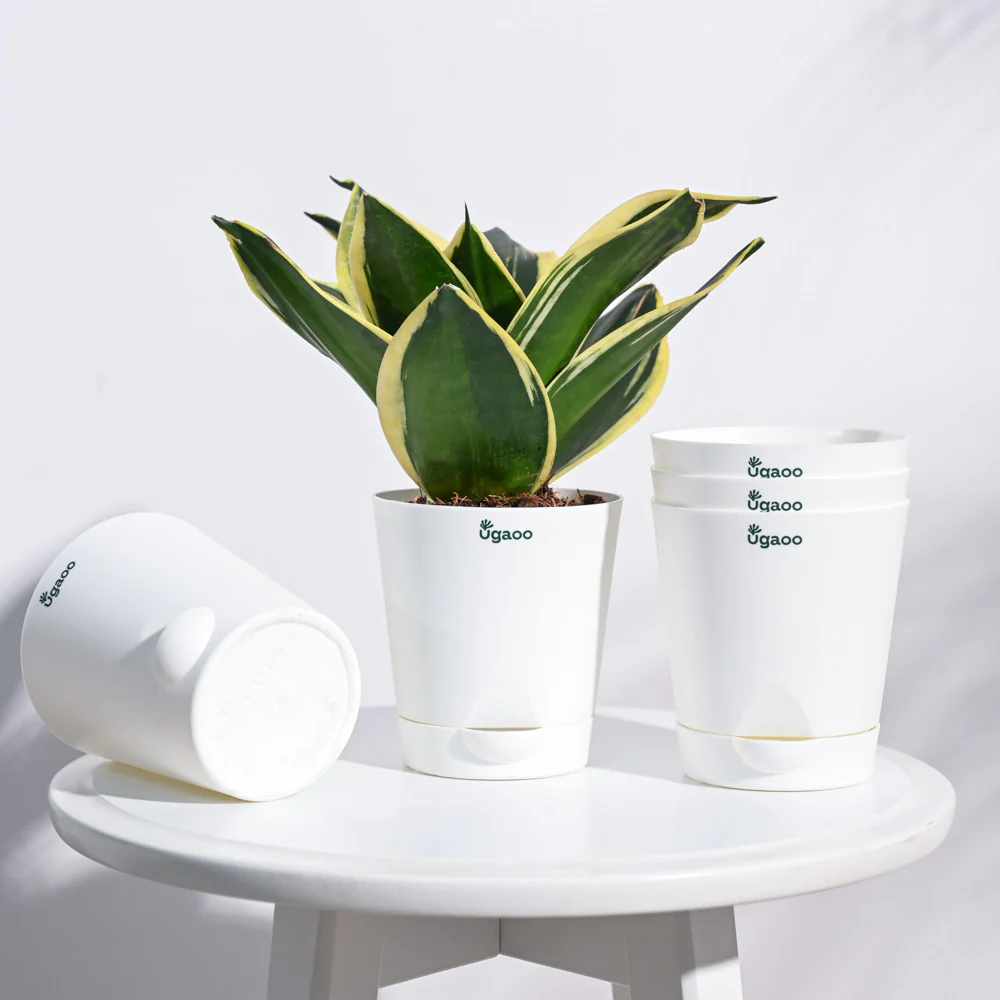Krish Self Watering Planter - Set of 5 - Image 27
