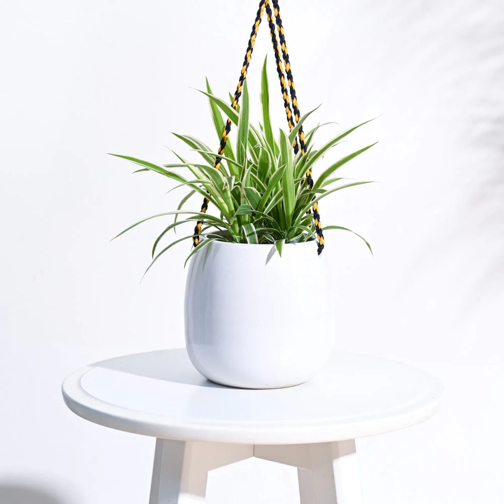 Ladybug Handmade Ceramic Hanging Planter - Image 16
